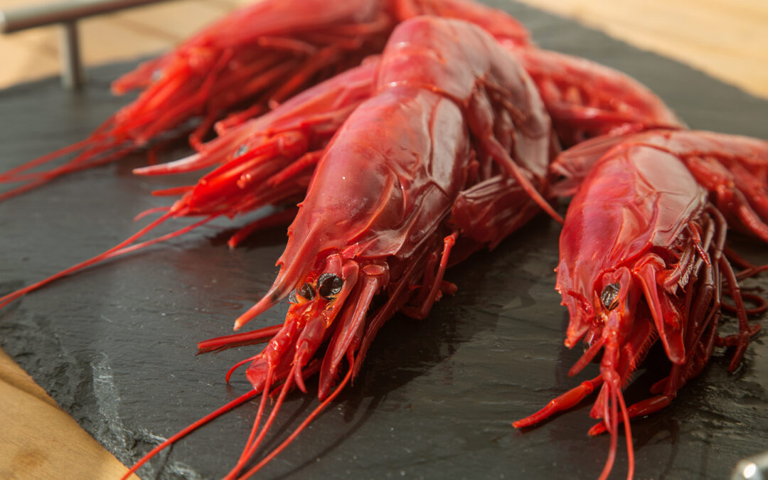 La gamba roja de Almería: propiedades gastronómicas y recetas