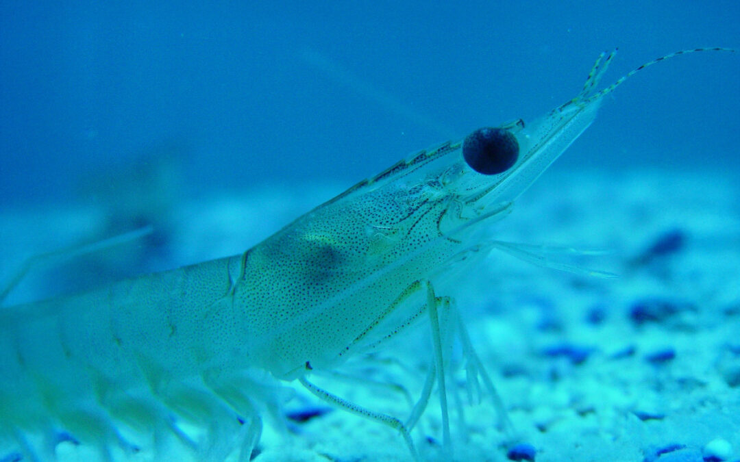 Gamba blanca del mediterráneo: hábitat, pesca y gastronomía